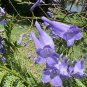Jacaranda Tree Jacaranda mimosifolia 100 Seeds