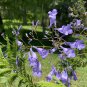 Jacaranda Tree Jacaranda mimosifolia 100 Seeds