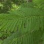 Jacaranda Tree Jacaranda mimosifolia 100 Seeds