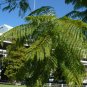 Jacaranda Tree Jacaranda mimosifolia 100 Seeds