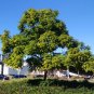 Jacaranda Tree Jacaranda mimosifolia 100 Seeds