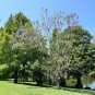 Jacaranda Tree Jacaranda mimosifolia 100 Seeds