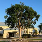 Gumbo Limbo Bursera simaruba 20 Seeds Gumbo Limbo Bursera simaruba 20 Seeds