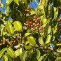 Gumbo Limbo Bursera simaruba 20 Seeds