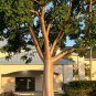 Gumbo Limbo Bursera simaruba 20 Seeds