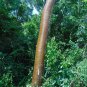 Gumbo Limbo Bursera simaruba 20 Seeds