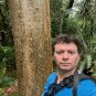 Gumbo Limbo Bursera simaruba 20 Seeds