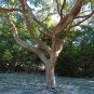 Gumbo Limbo Bursera simaruba 20 Seeds