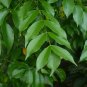 Gumbo Limbo Bursera simaruba 20 Seeds