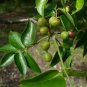 Gumbo Limbo Bursera simaruba 20 Seeds
