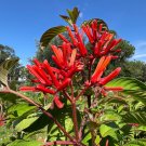 Firebush Hamelia patens 100 Seeds Firebush Hamelia patens 100 Seeds