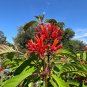 Firebush Hamelia patens 100 Seeds