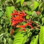 Firebush Hamelia patens 100 Seeds