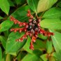 Firebush Hamelia patens 100 Seeds