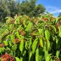 Firebush Hamelia patens 100 Seeds