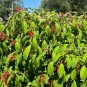 Firebush Hamelia patens 100 Seeds