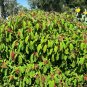Firebush Hamelia patens 100 Seeds