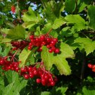 Cranberrybush Viburnum  100 Seeds  Viburnum trilobum