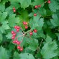 Cranberrybush Viburnum  100 Seeds  Viburnum trilobum