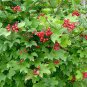 Cranberrybush Viburnum  100 Seeds  Viburnum trilobum