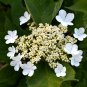 Cranberrybush Viburnum  100 Seeds  Viburnum trilobum