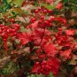 Cranberrybush Viburnum  100 Seeds  Viburnum trilobum