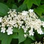 Cranberrybush Viburnum  100 Seeds  Viburnum trilobum
