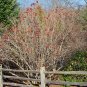 Cranberrybush Viburnum  100 Seeds  Viburnum trilobum