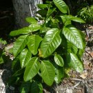 Pigeon Plum  Coccoloba diversifolia  20 Seeds