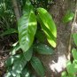 Pigeon Plum  Coccoloba diversifolia  20 Seeds