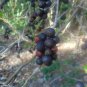 Pigeon Plum  Coccoloba diversifolia  20 Seeds