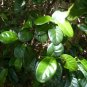 Pigeon Plum  Coccoloba diversifolia  20 Seeds