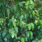 Pigeon Plum  Coccoloba diversifolia  20 Seeds
