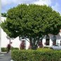 Pigeon Plum  Coccoloba diversifolia  20 Seeds