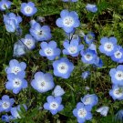 Baby Blue Eyes 1000 Seeds Nemophila menziesii Baby Blue Eyes 1000 Seeds Nemophila menziesii