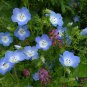 Baby Blue Eyes 1000 Seeds Nemophila menziesii