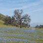 Baby Blue Eyes 1000 Seeds Nemophila menziesii