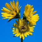 Compass Plant  50 Seeds  Silphium laciniatum