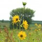 Compass Plant  50 Seeds  Silphium laciniatum