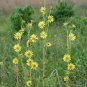 Compass Plant  50 Seeds  Silphium laciniatum