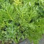 Compass Plant  50 Seeds  Silphium laciniatum