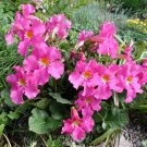 Dwarf Hardy Gloxinia  25 Seeds  Incarvillea Mairei