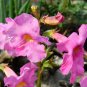 Dwarf Hardy Gloxinia  25 Seeds  Incarvillea Mairei