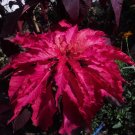 Early Splendor Amaranth 100 Seeds Amaranthus tricolor Early Splendor Amaranth 100 Seeds Amaranthus tricolor