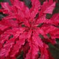 Early Splendor Amaranth  100 Seeds  Amaranthus tricolor