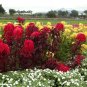 Early Splendor Amaranth  100 Seeds  Amaranthus tricolor