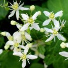 Virgin's Bower Clematis virginiana 100 Seeds