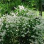Virgin's Bower Clematis virginiana 100 Seeds