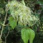 Virgin's Bower Clematis virginiana 100 Seeds