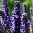 English Lavender 2000 Seeds Lavandula angustifolia English Lavender 2000 Seeds Lavandula angustifolia